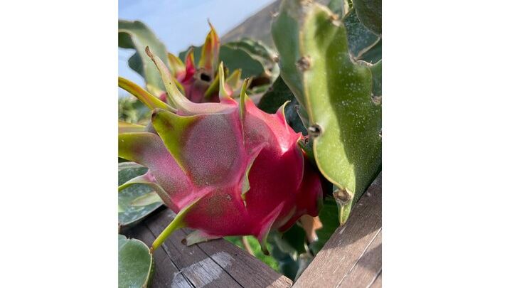 Private Traditional Olive Grove and Dragon Fruit Farm Tour