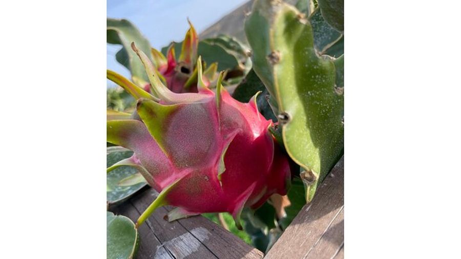 Heraklion: Olive Grove and Dragon Fruit Farm Private Tour