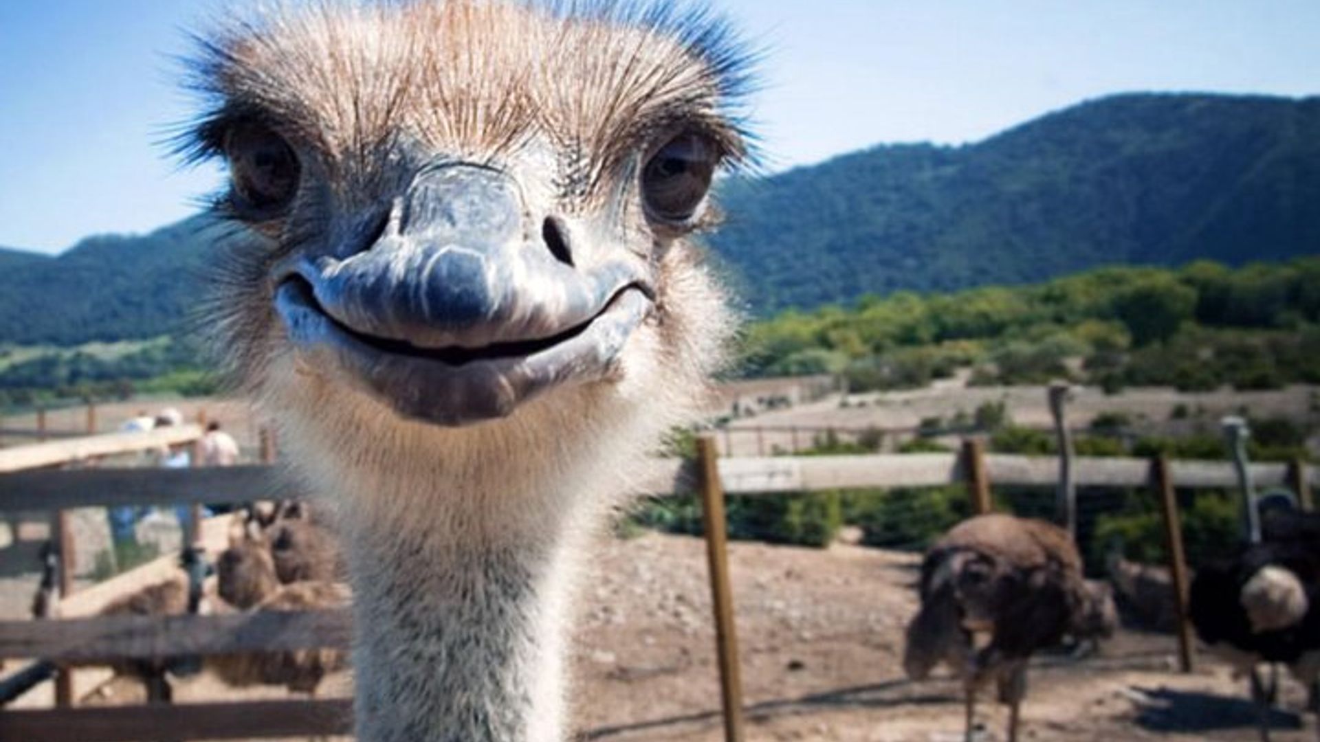 Ruta del jardín de 7 días + Safari Addo con Cape Point y Cape Winelands