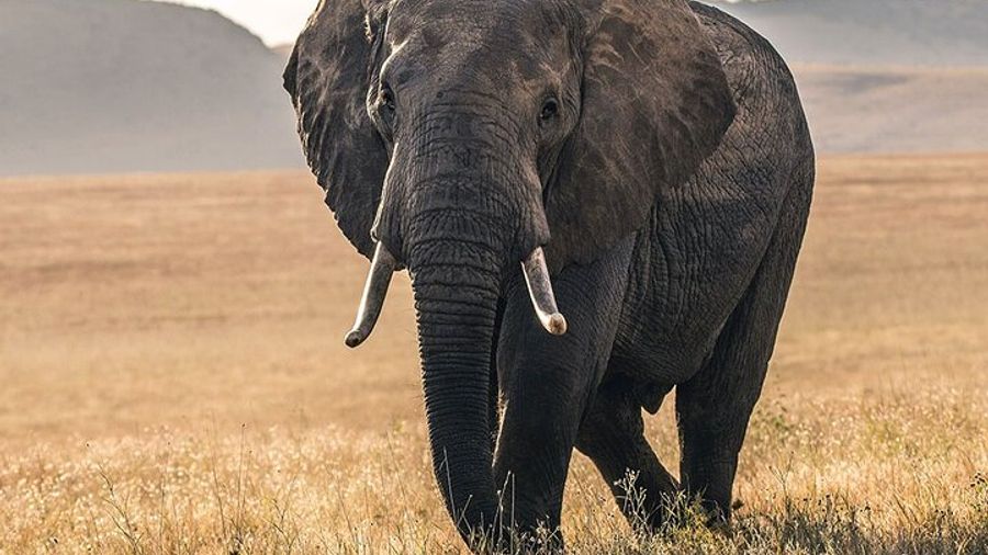5 Days Safari Northern Circuit of Tanzania