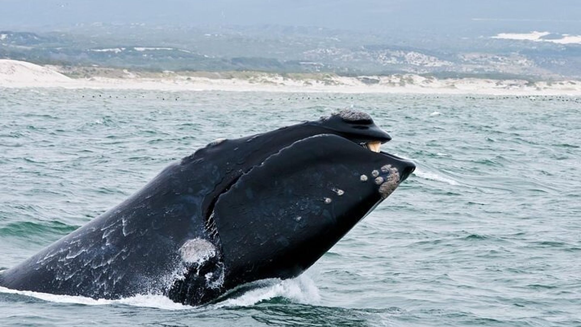 Cape Town: Private Whale Watching and Winelands Tour