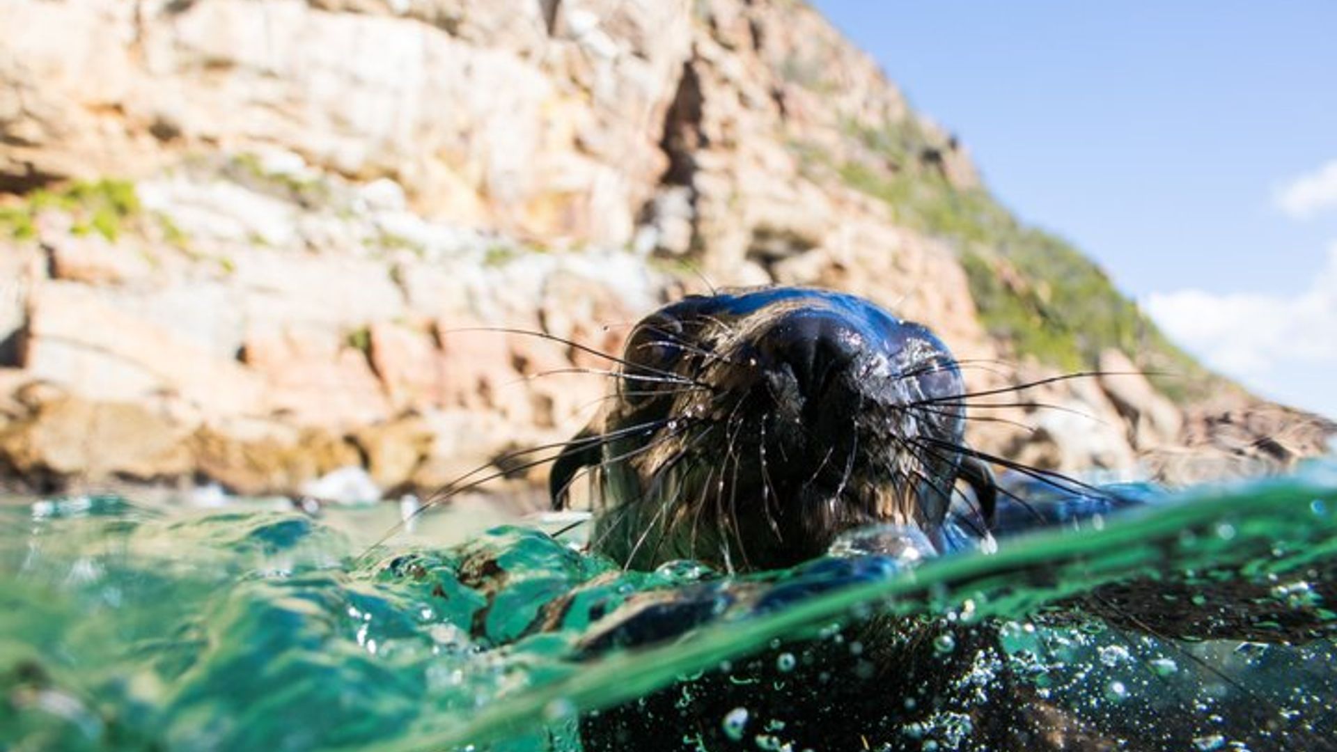 Seal Swimming Activity in Plettenberg Bay