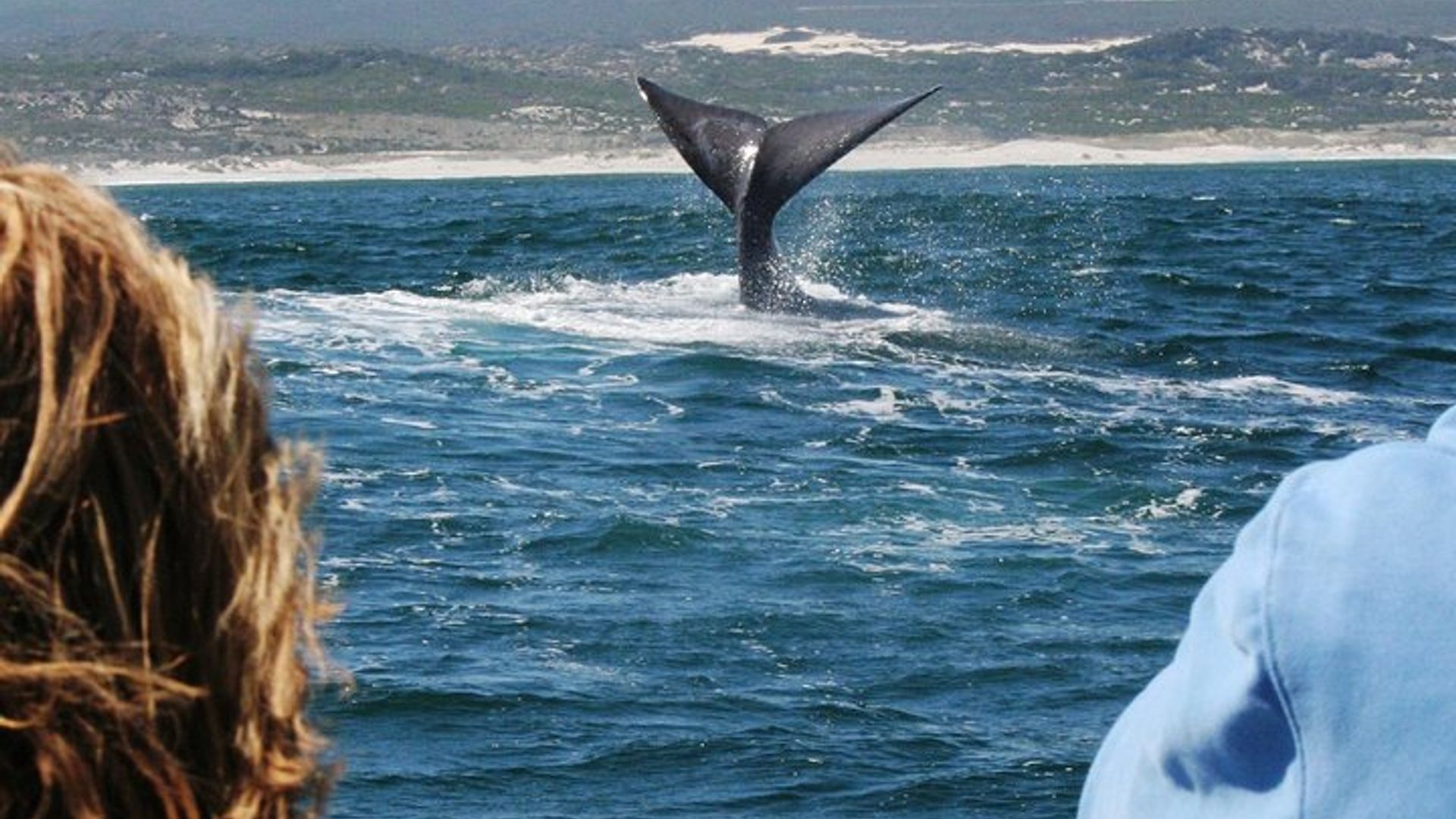 Excursion en bateau pour observer les baleines du Cap à Hermanus avec transferts