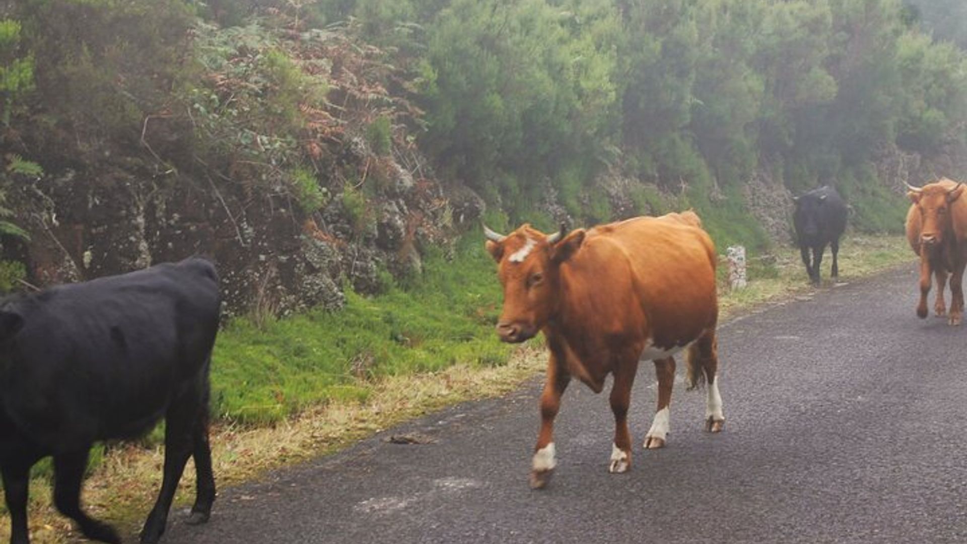 Wine & Cabo Girão Jeep Safari : Unveiling Madeira's Treasures