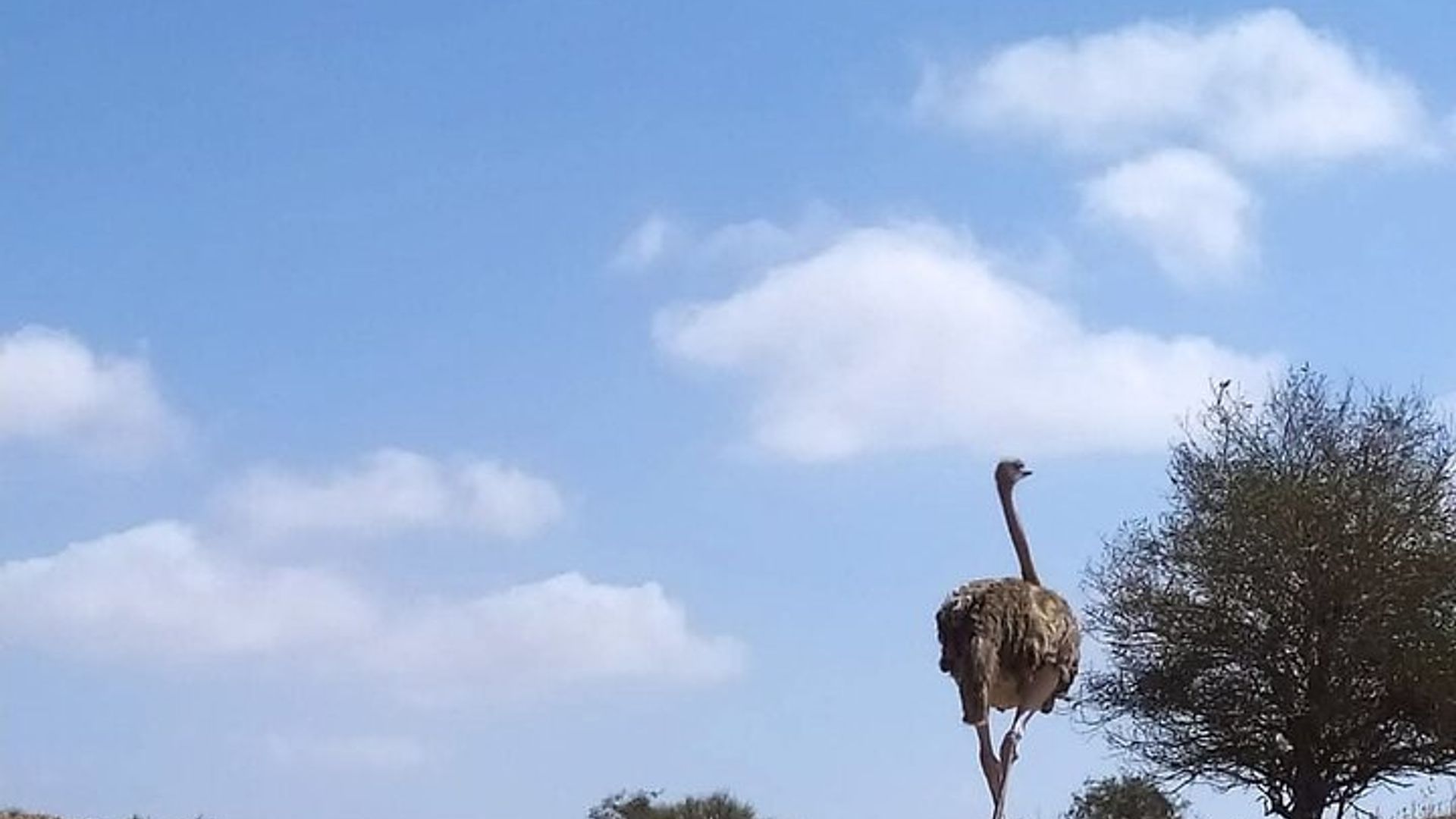 Souss Massa National Park From Agadir