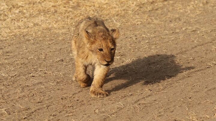 Tanzania Camping Safari with 3 National Parks in 3 Days