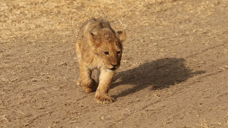 Tanzania Camping Safari with 3 National Parks in 3 Days