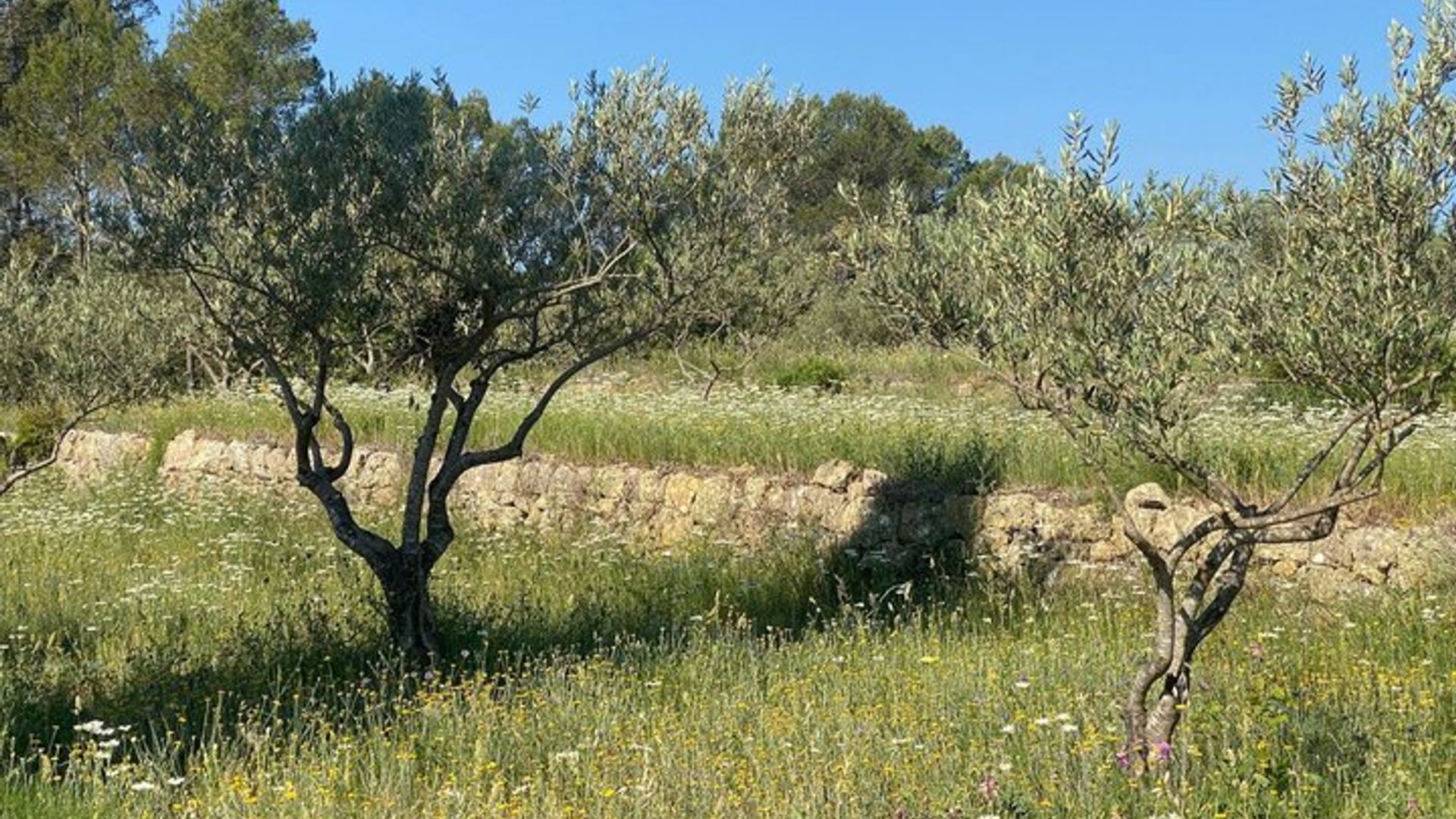 Extra Virgin Olive Oil tasting and fruit discovery