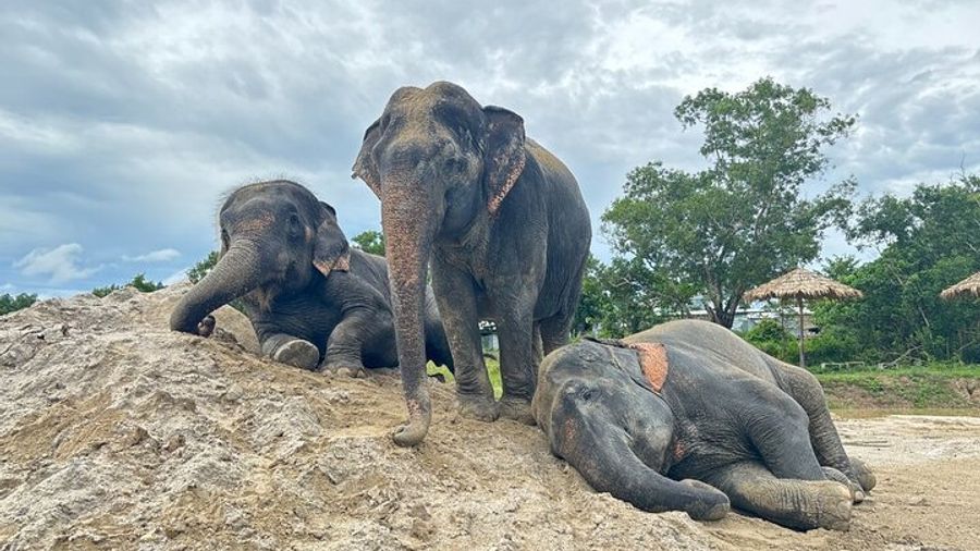 Phuket: Freedom Elephant Reserve With Round-Trip Transport