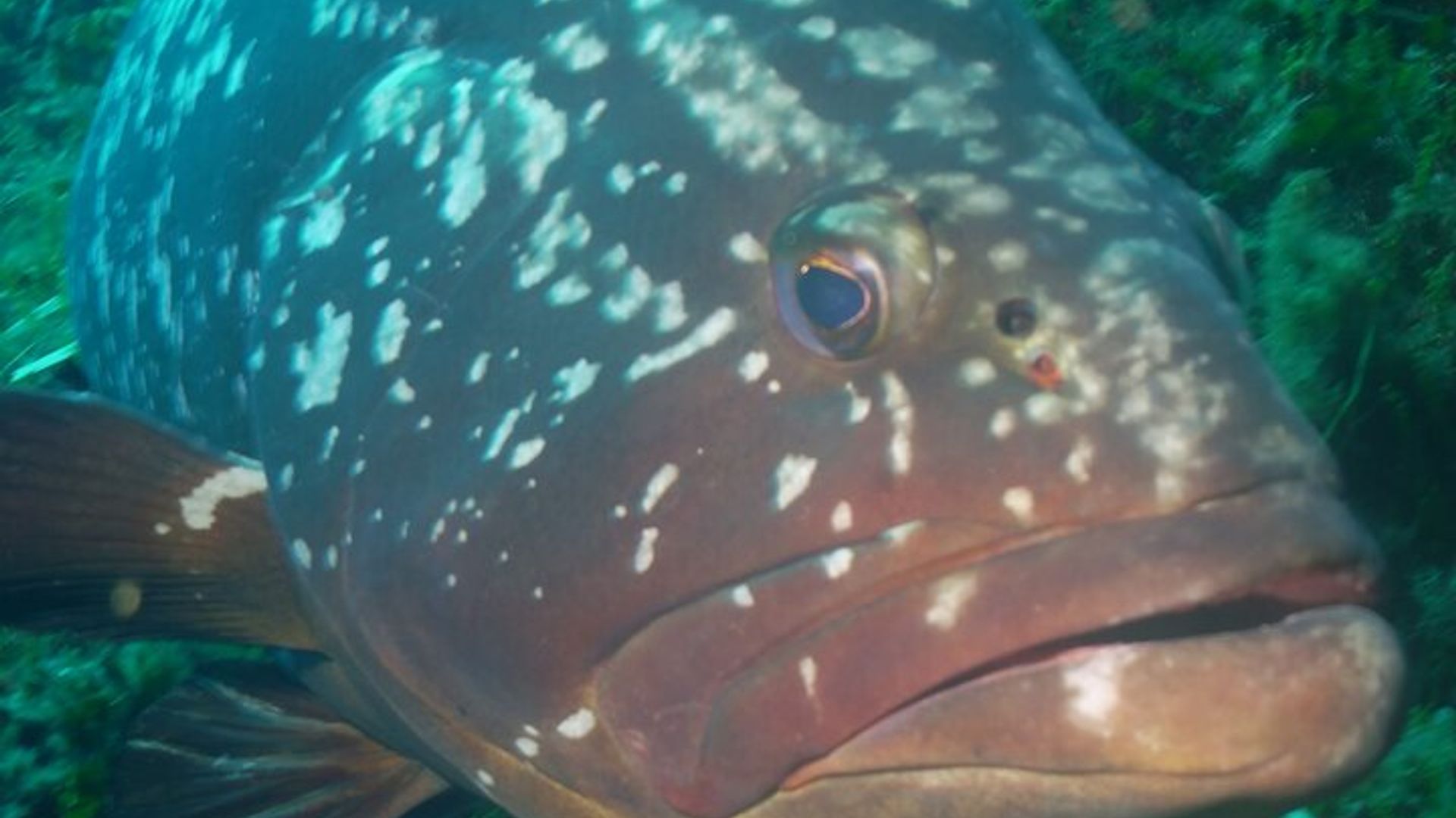 Unterwasserabenteuer mit Meerestaufe auf der Insel Elba