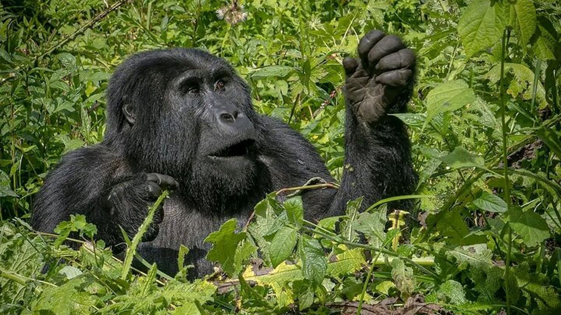Umunsi wa Uganda Safari hamwe na Gorillas, Chimps & Igiti kuzamuka intare