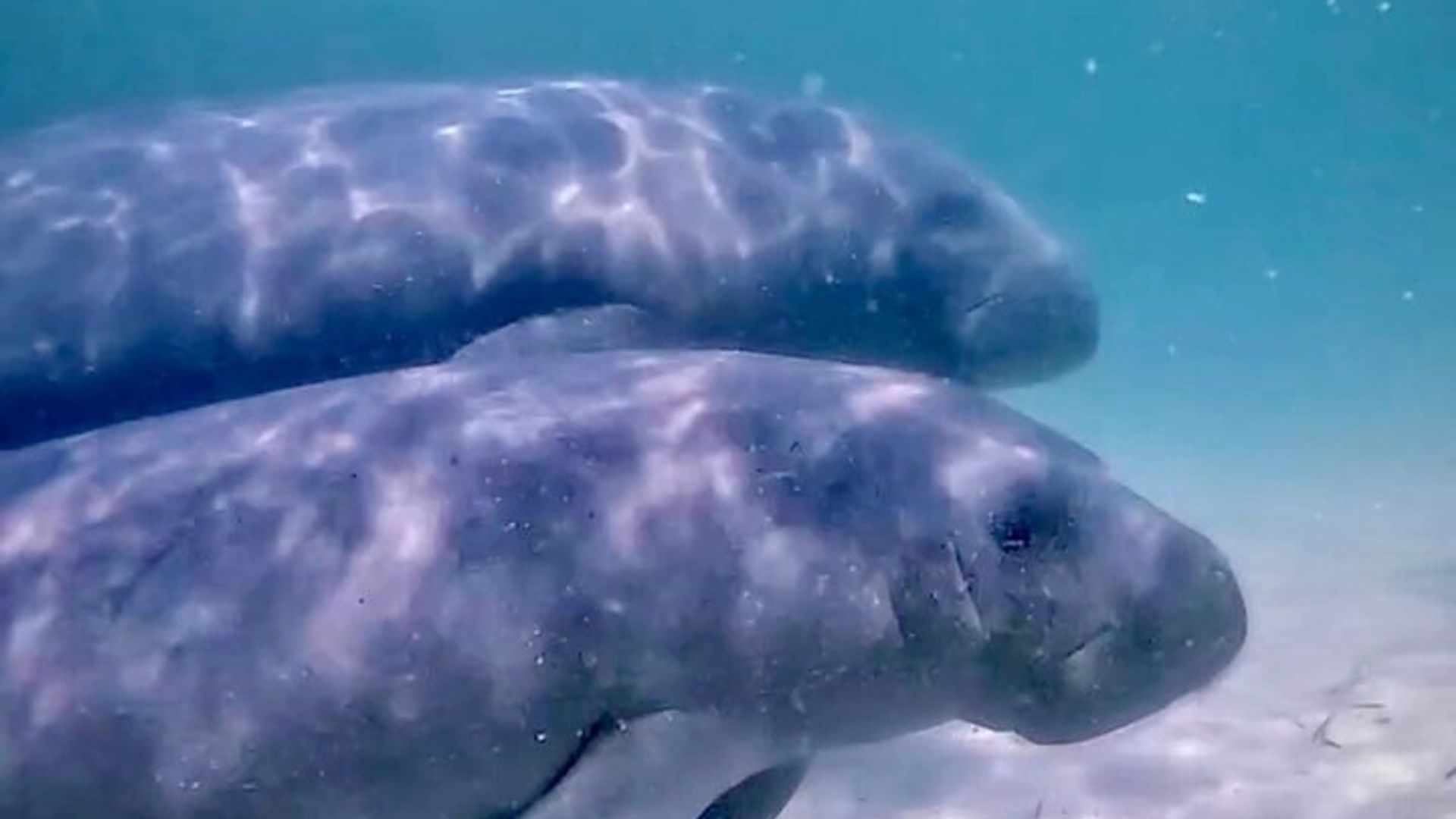 Plongée sous-marine Junior avec tortues + Vidéos gratuites West Palm beach