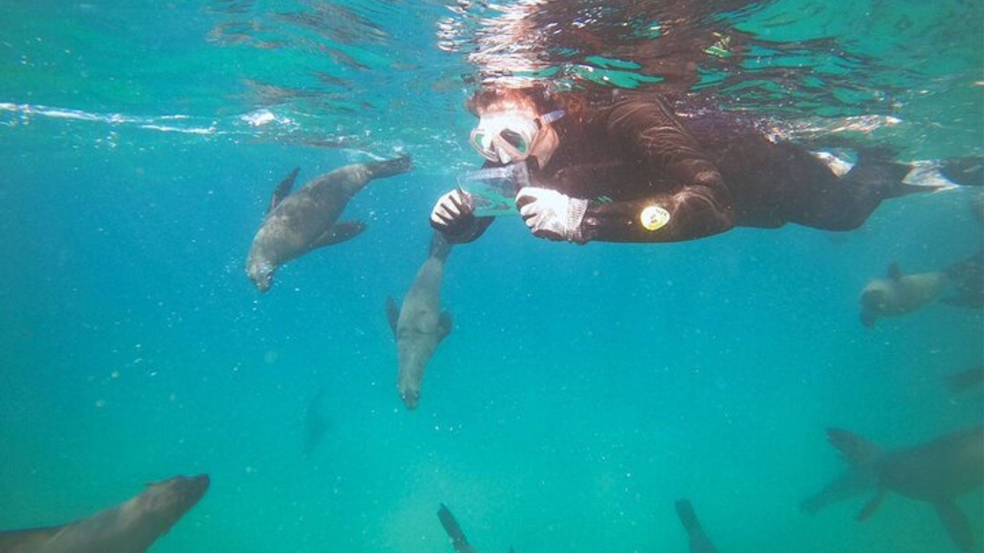 Schwimmen Sie mit den Robben in Plettenberg Bay