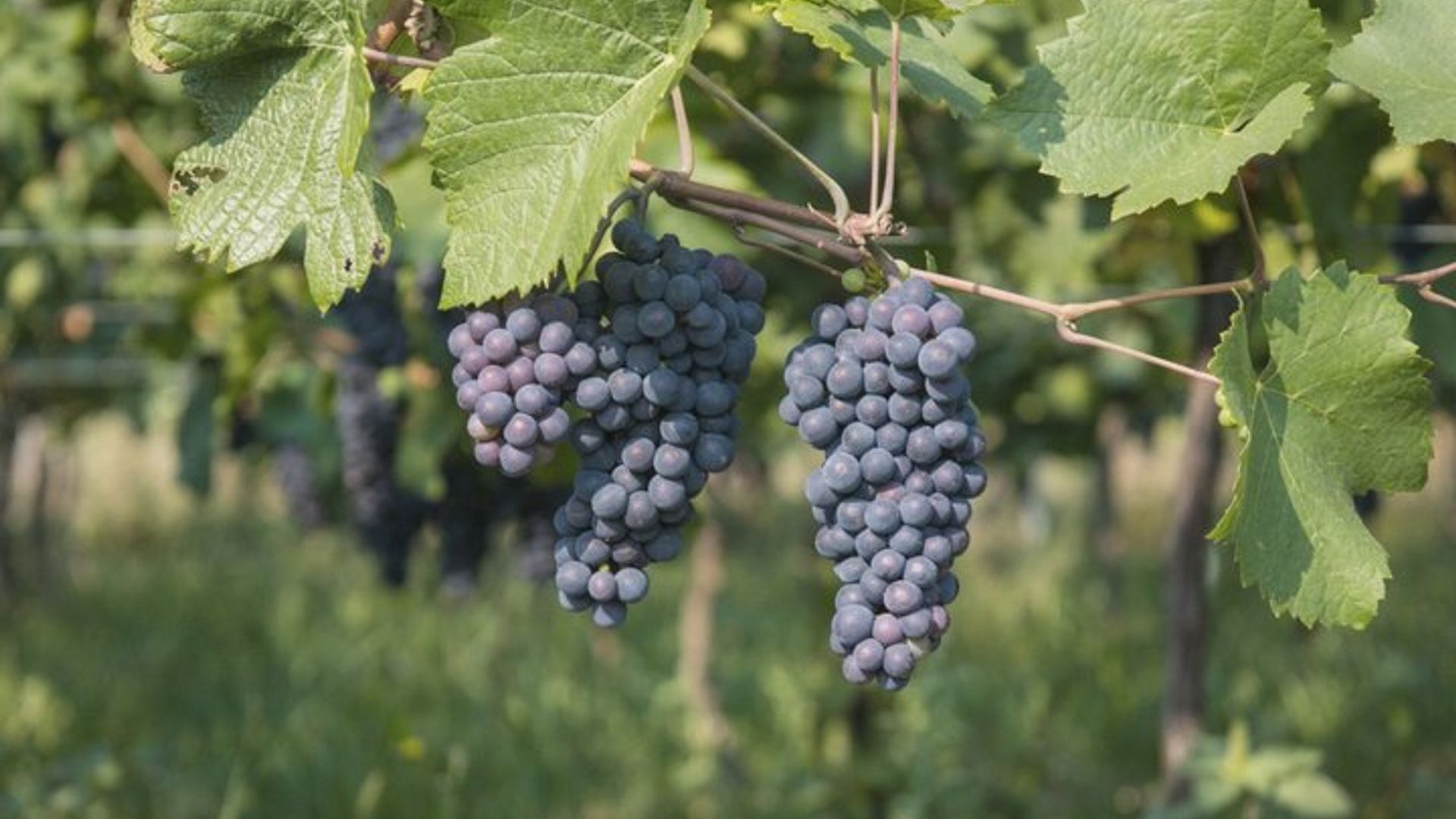Guide artisan local Visite vignes cave et 6 Vins Orschwihr