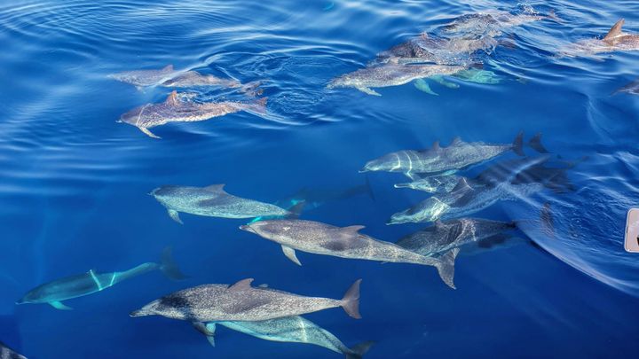 Whales and dolphins tour with local crew in Tenerife