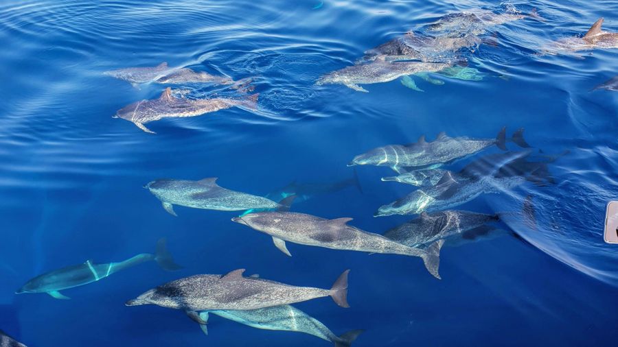 Whales and dolphins tour with local crew in Tenerife