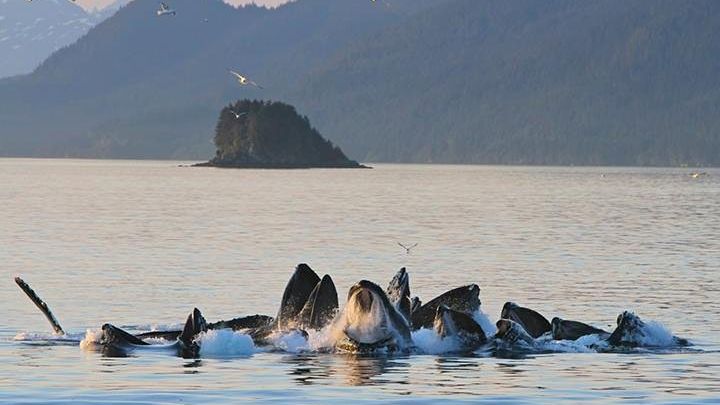 Juneau Whale Watching Cruise With Mendenhall Glacier Photo Op