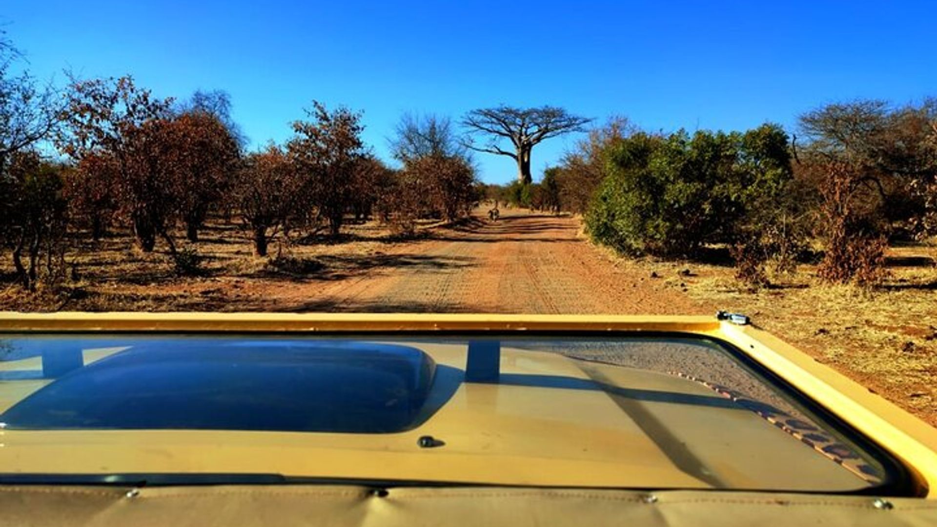 Dry Private 4x4 Bush Safari in Zambezi National Park *D-F-ES