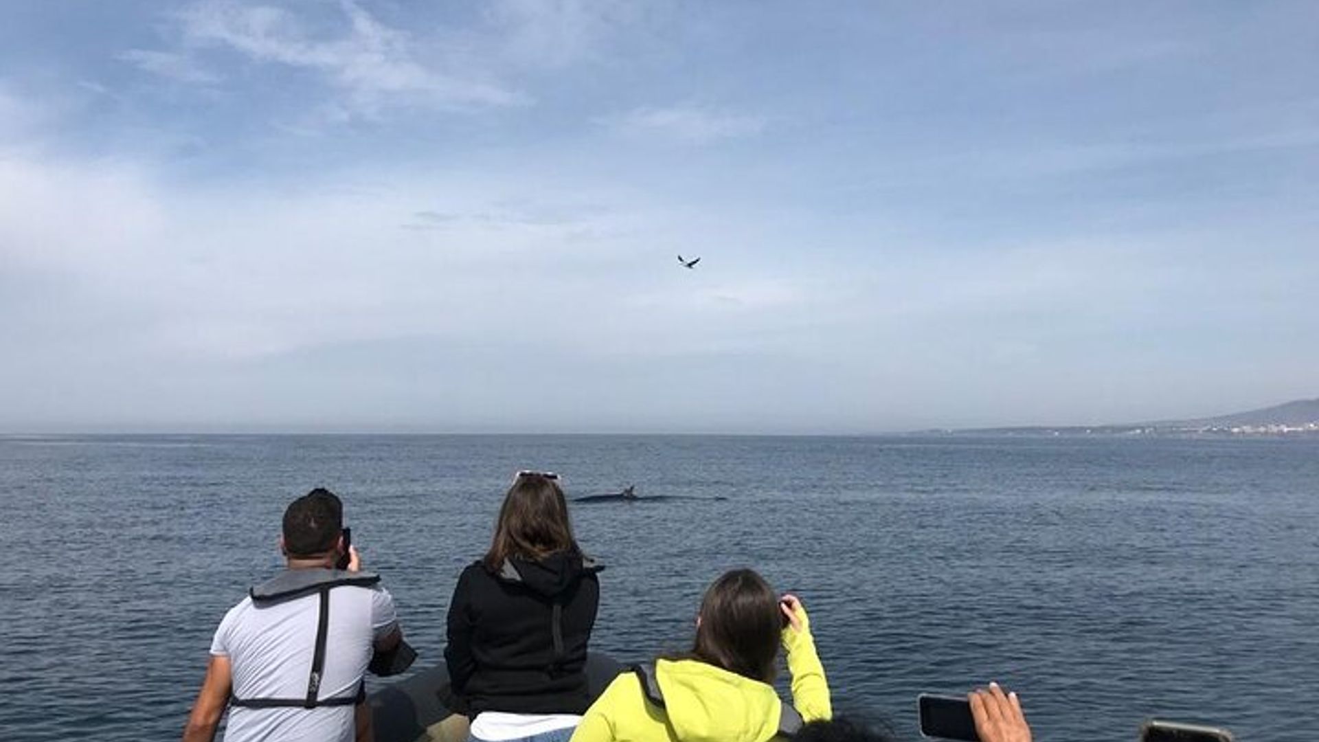 Croisière d'observation des dauphins en petit groupe à Lisbonne