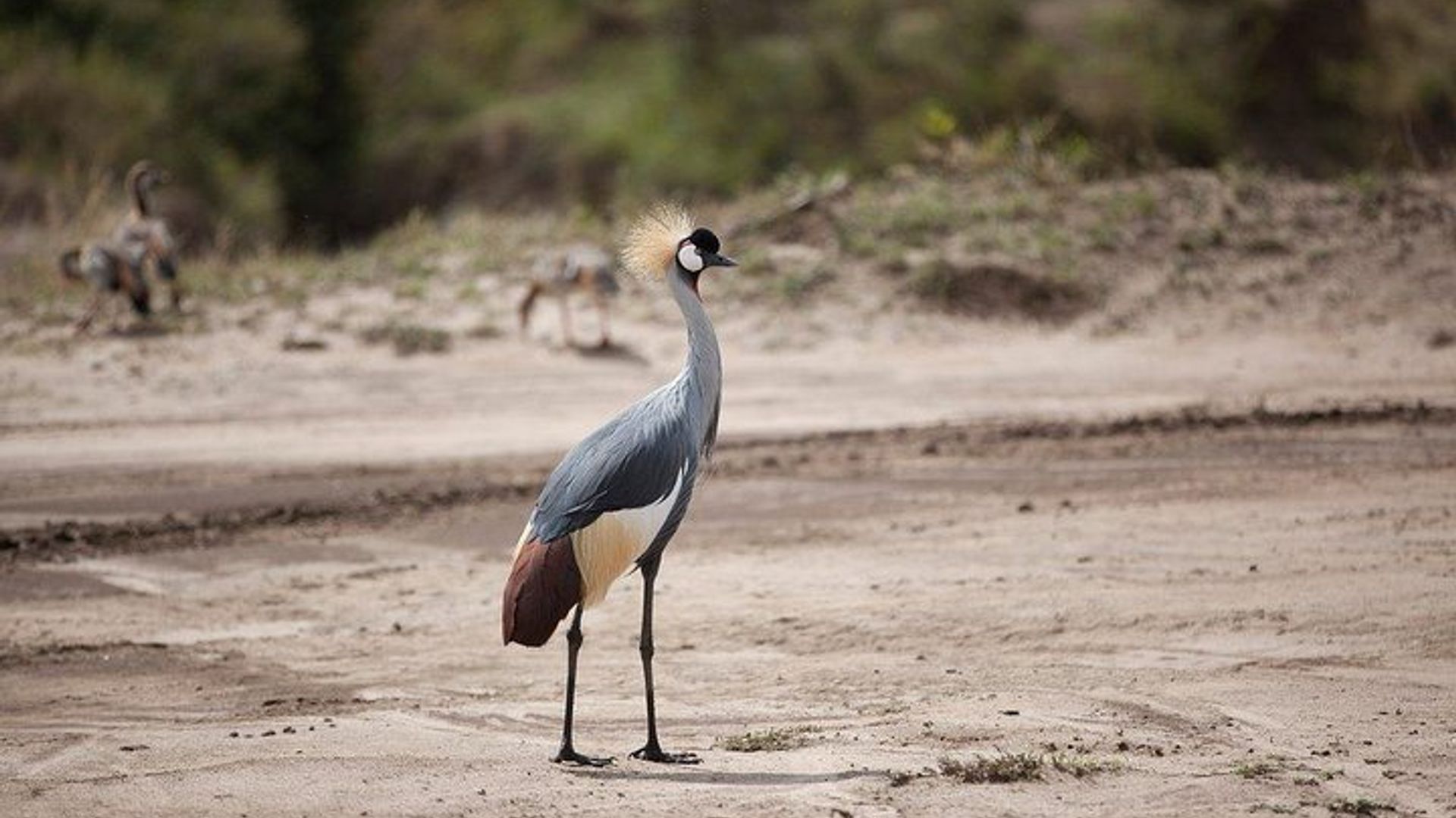 3 Days Tsavo East, Taita Hills Saltlick and Amboseli Kenya Safari