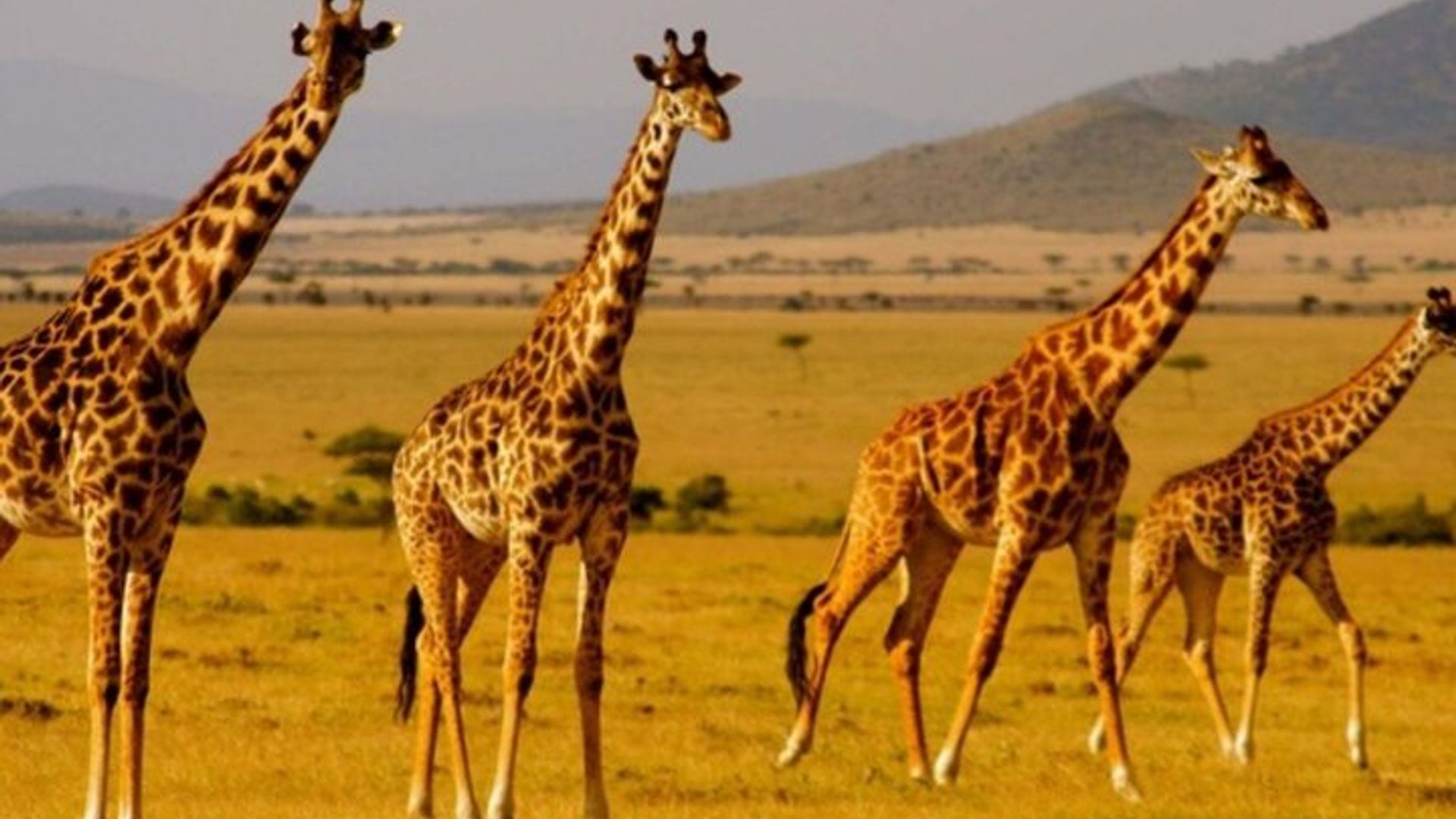 Kapstadt nach Durban - 7 Tage Abenteuer Wandersafari und Strände