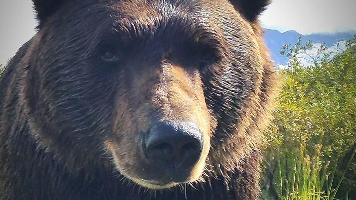 Glacier Wilderness and Wildlife Experience From Anchorage