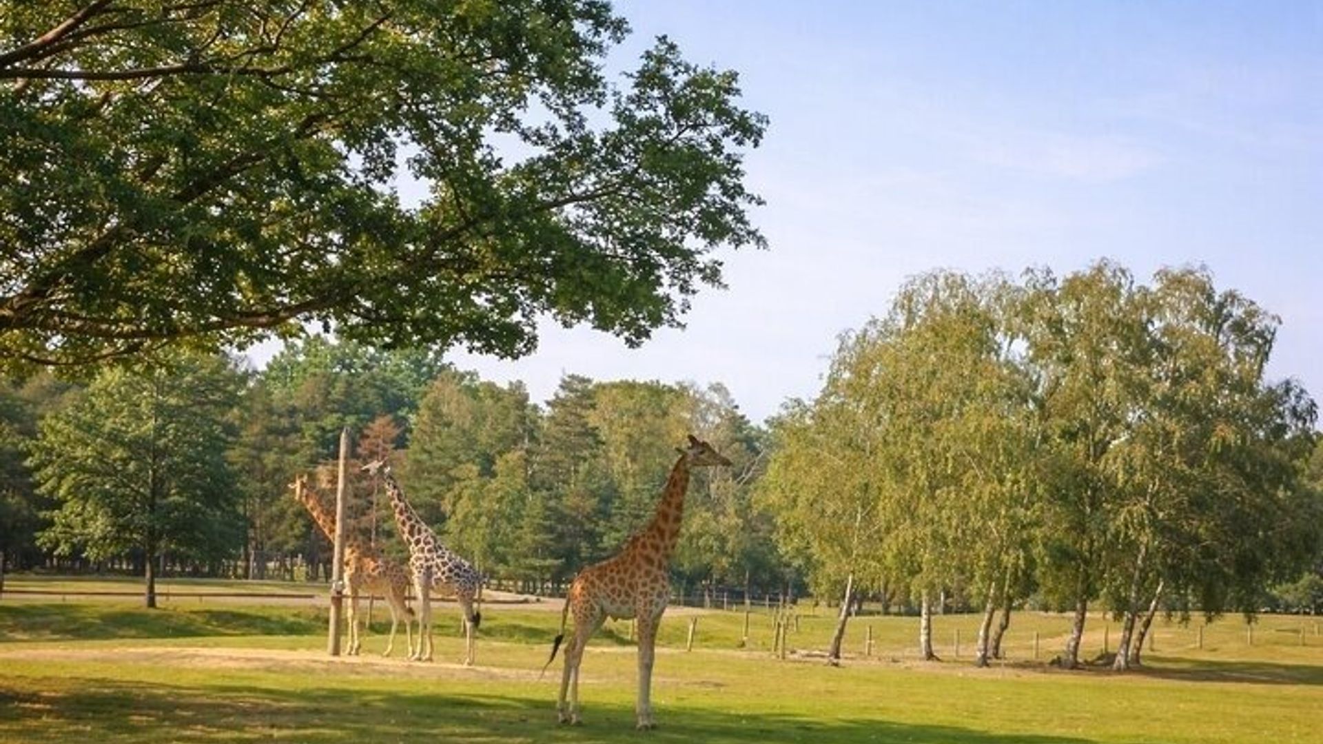From Safari to Vikings A Family Day Tour