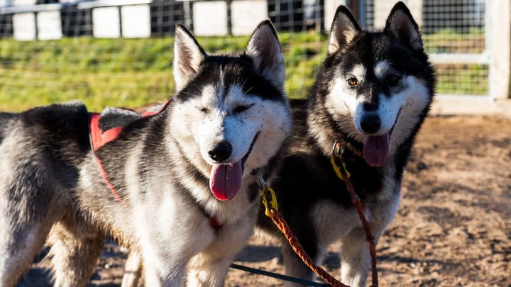Rovaniemi: Autumn Husky Safari - Drive Your Own Husky Team (5-8 km), Small Group & BBQ