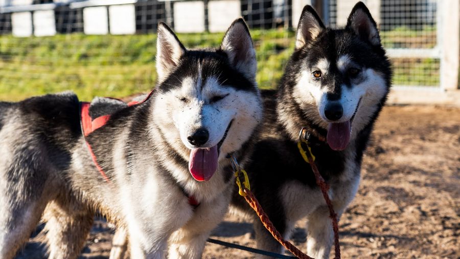 Rovaniemi: Autumn Husky Safari - Drive Your Own Husky Team (5-8 km), Small Group & BBQ