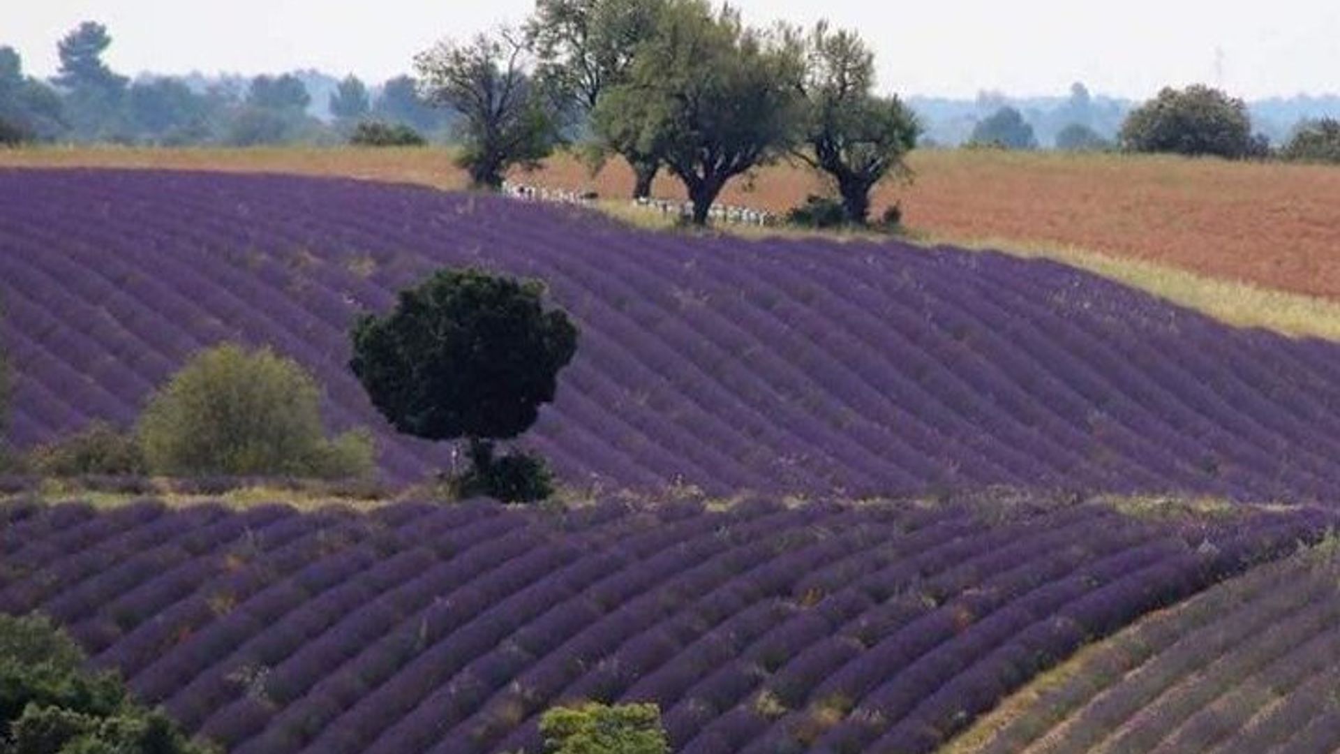 Visite privée des champs de lavande de Provence et des Vista pittoresques