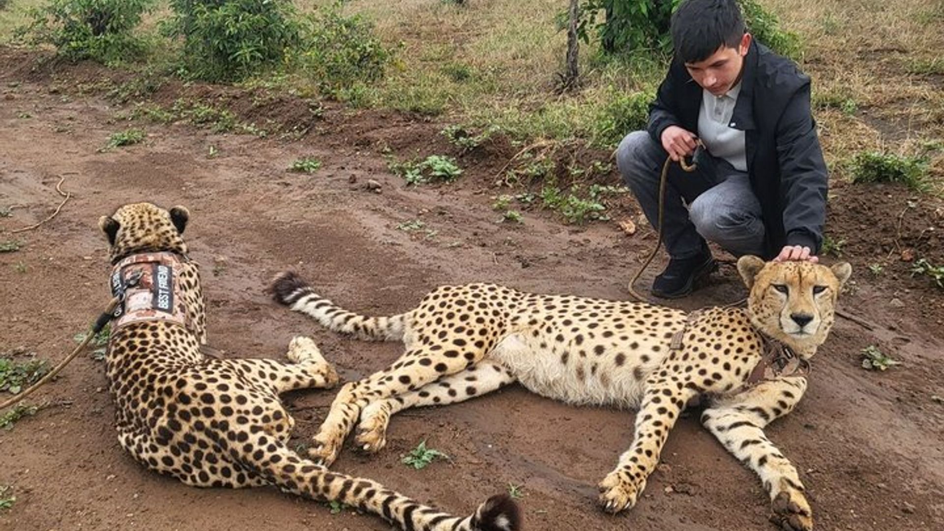 Cheetah Experience