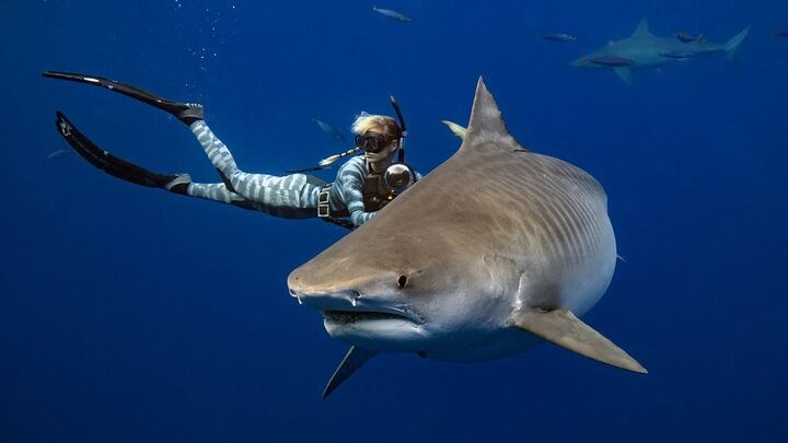 Oahu Private "Sharks Guaranteed" Shark Dive with One Ocean Diving