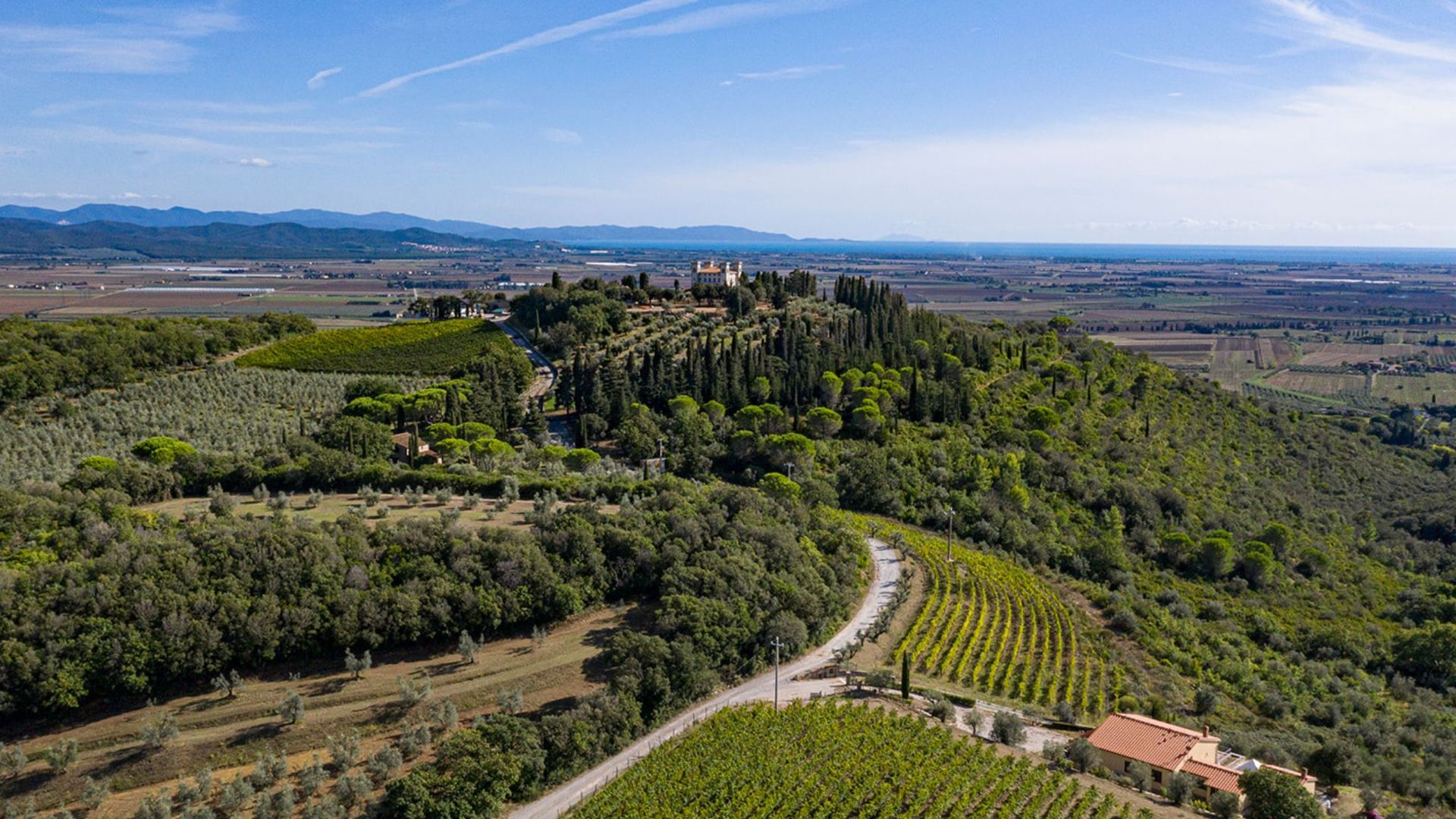 Wine Tasting with Local Food Pairing near Livorno