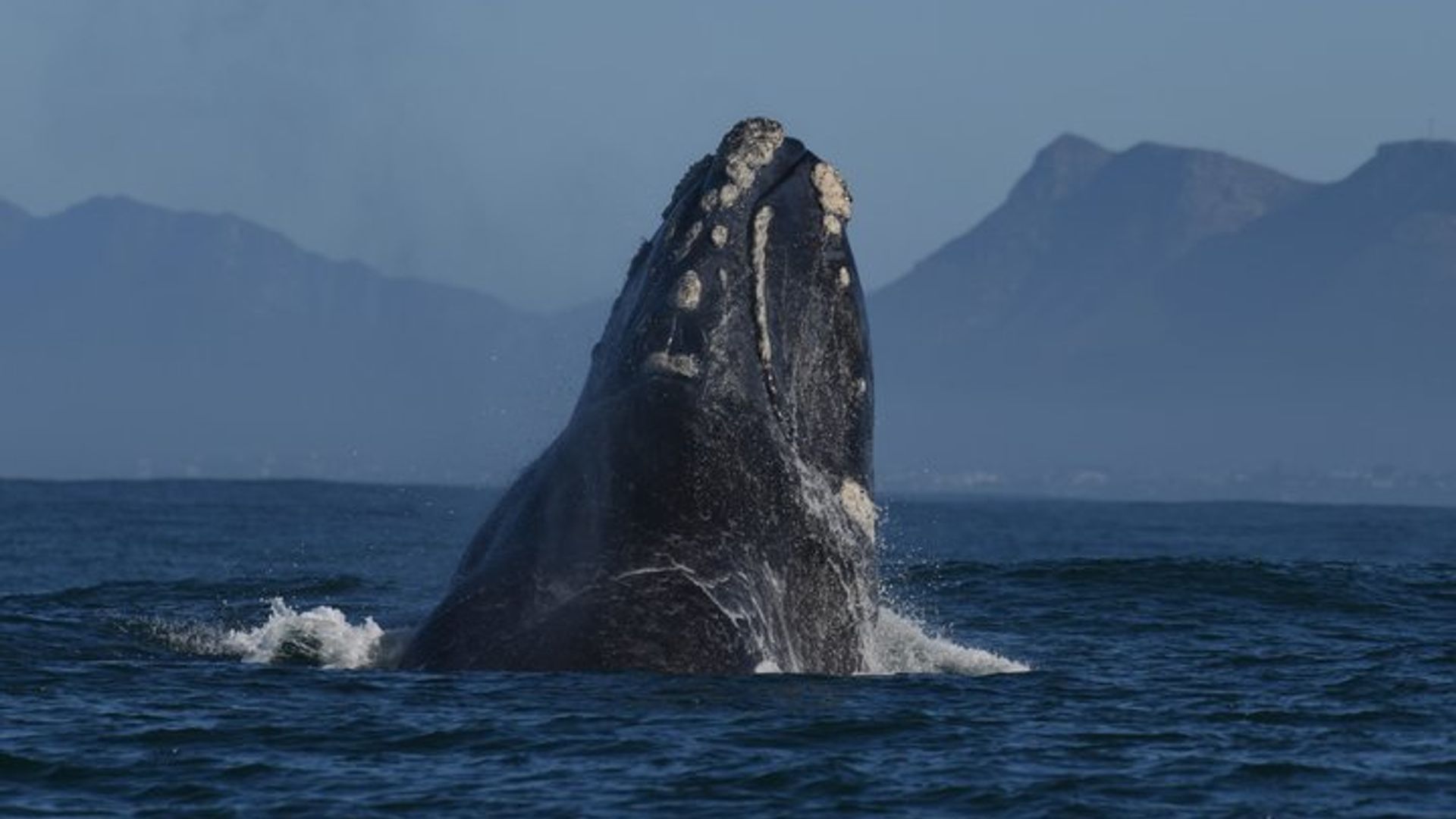 Avistamiento de ballenas y aventura de pingüinos en barco Hermanus