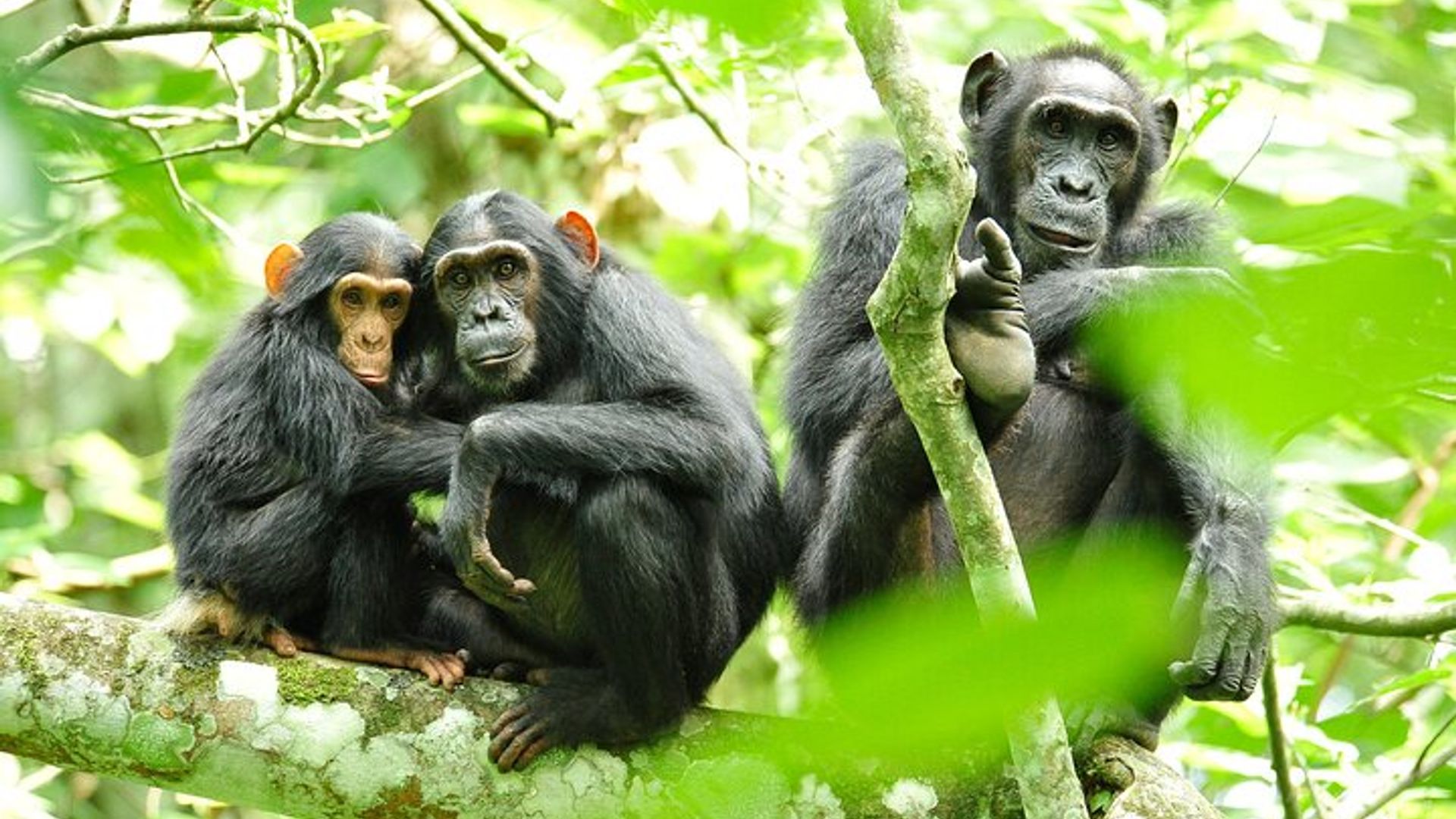 3 days Gorilla Trekking in Bwindi Inpenetrable national Park