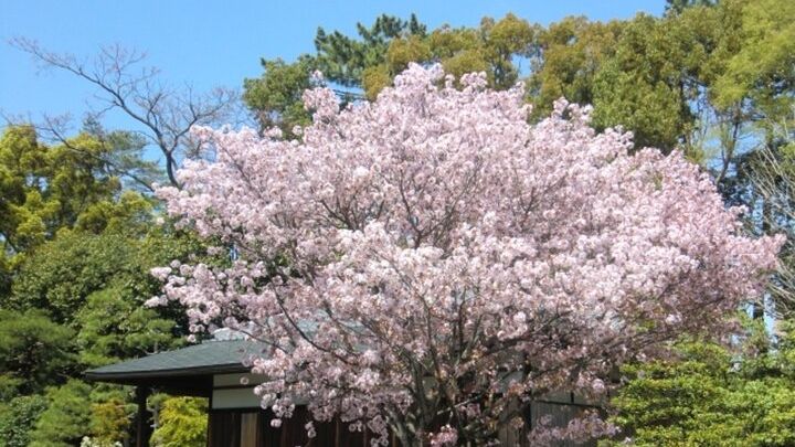 Kyoto: Nijo Castle Admission and Tour
