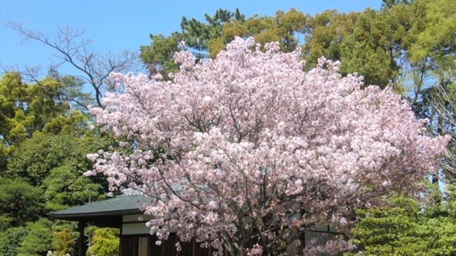 Kyoto: Nijo Castle Admission and Tour