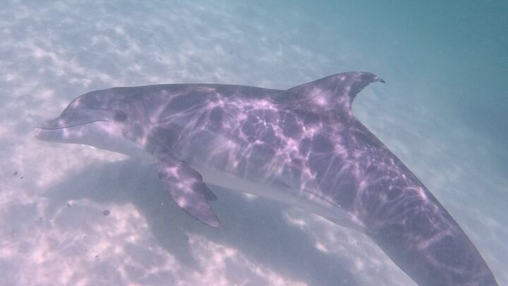 Shell Island Private Snorkeling and Dolphin Tour with Expert