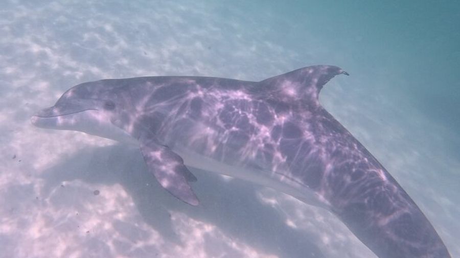 Shell Island Private Snorkeling and Dolphin Tour with Expert