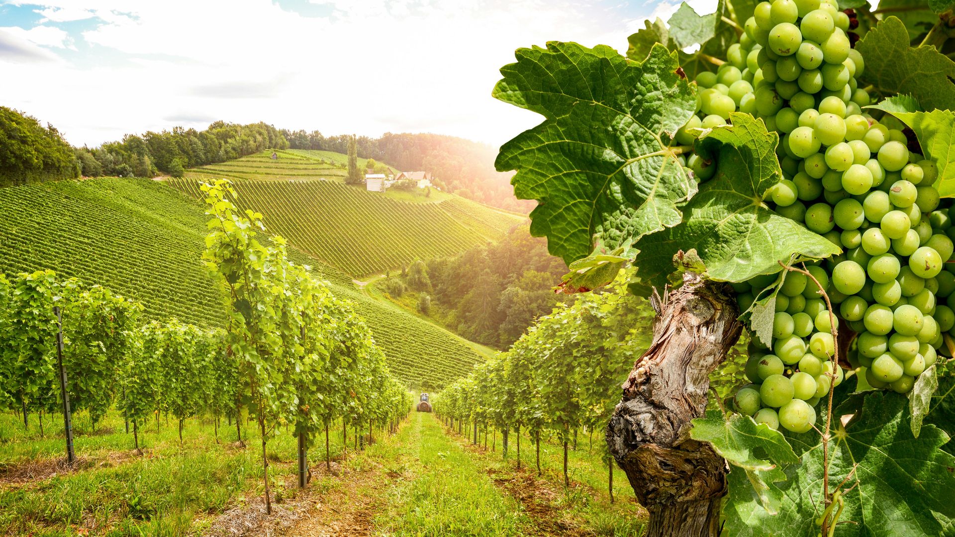 Day Tour in Burgundy with 14 Wines Tasting at Local Wineries