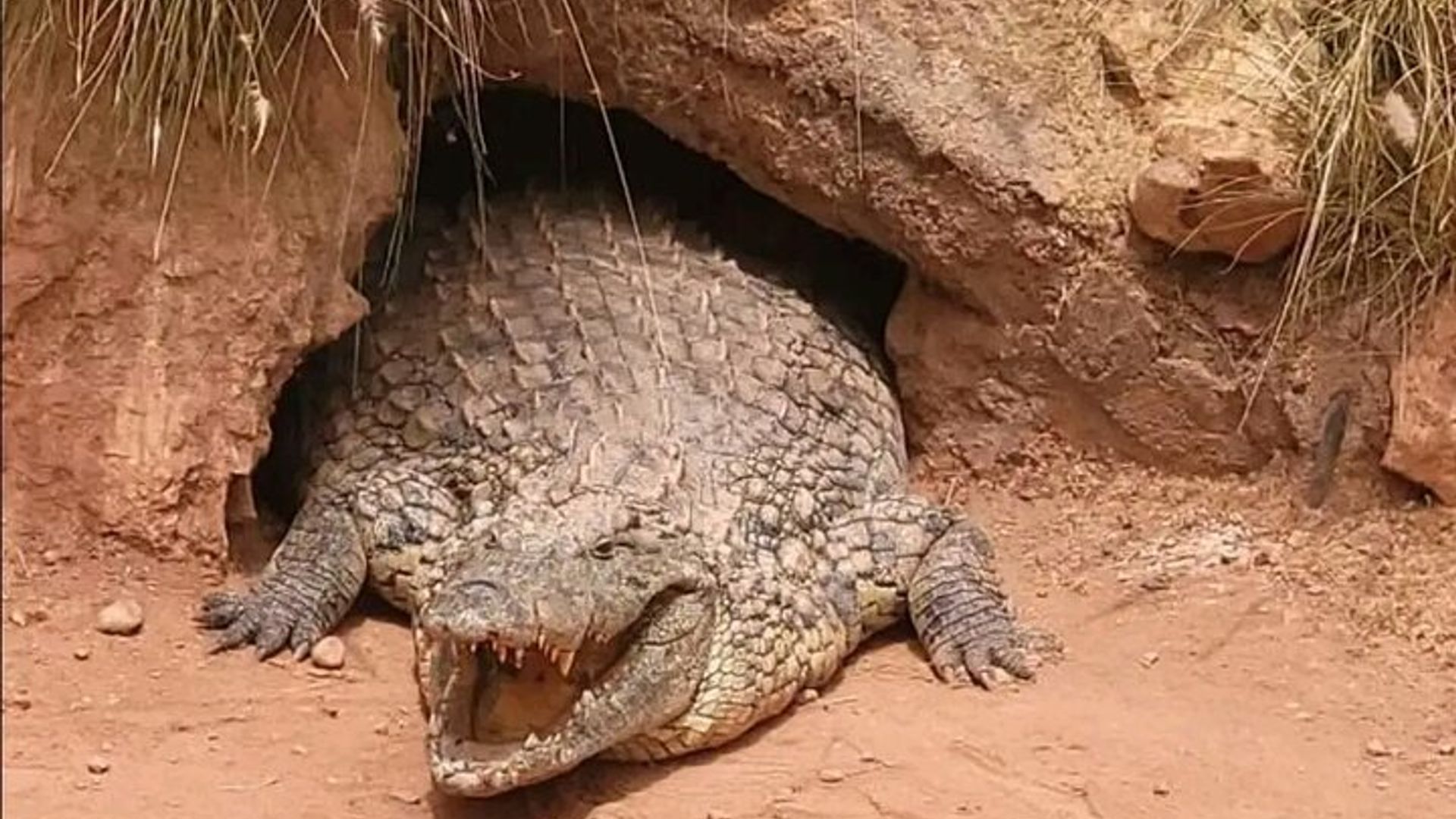 Crocoparc y Cabra Trepando al Árbol Agadir