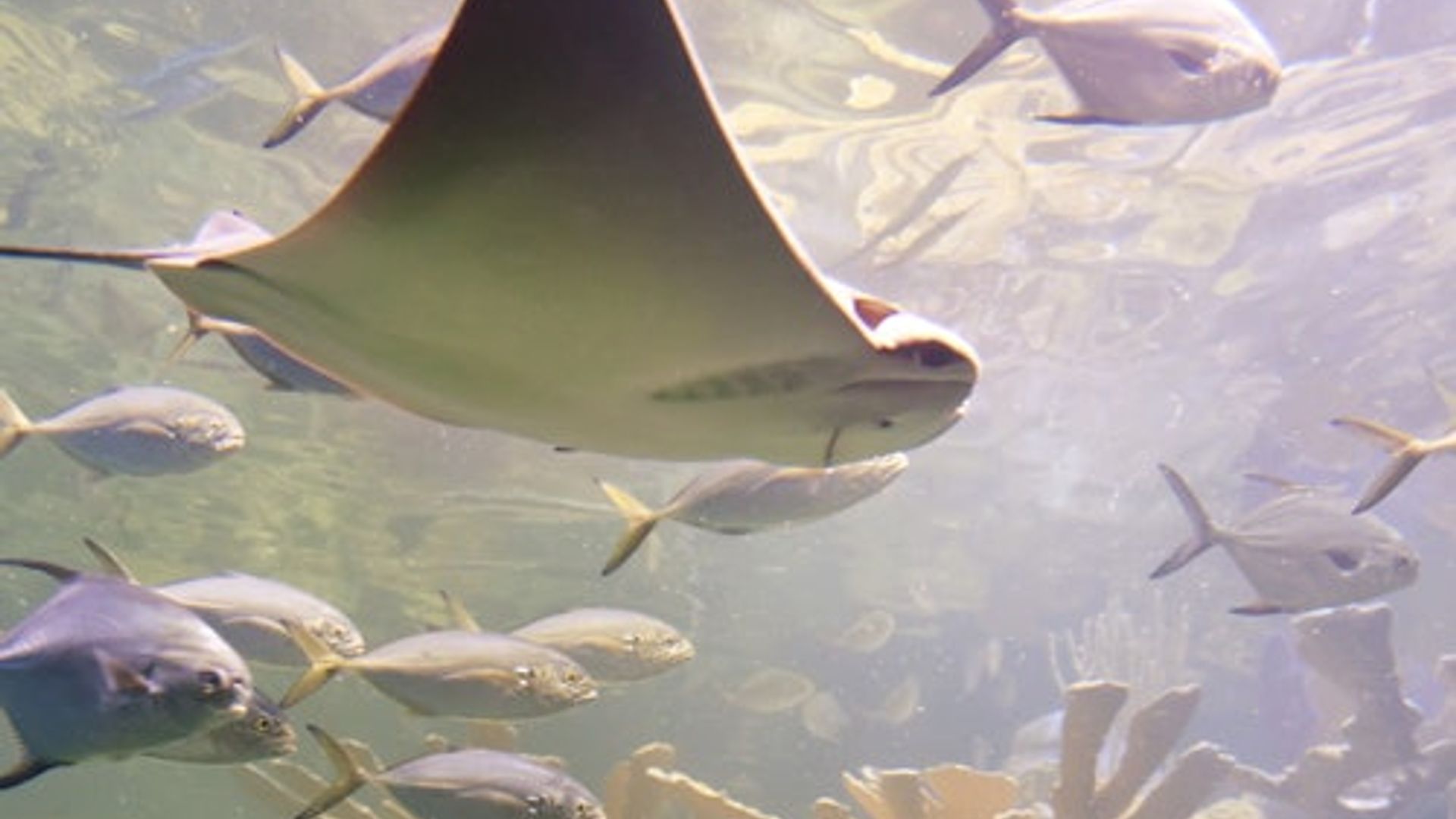 New England Aquarium: Entry Ticket image 3