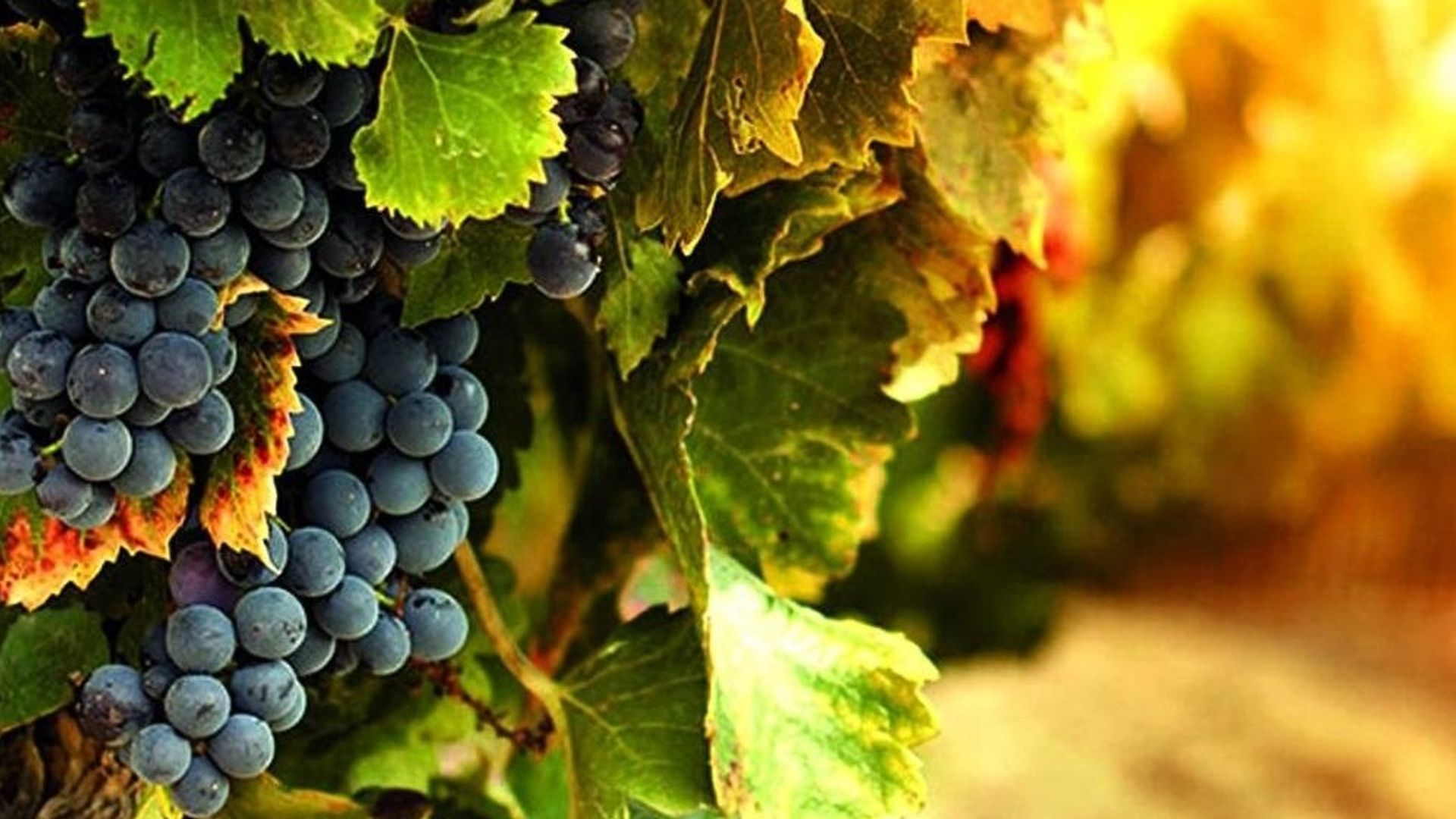 Tuscany wine tour
