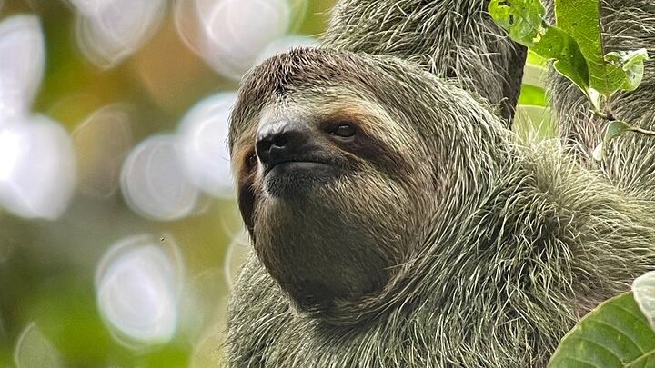 Guided Three-Hour Walking Tour of Manuel Antonio National Park