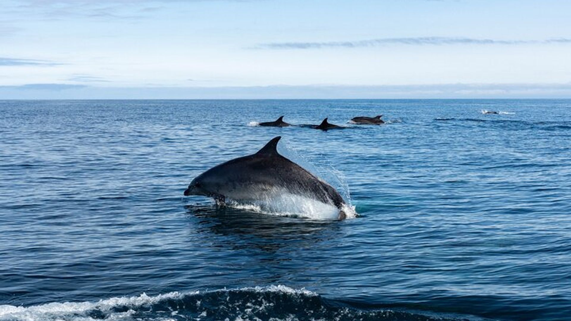 Pays Basque : Excursion en bateau de cétacés en petit groupe