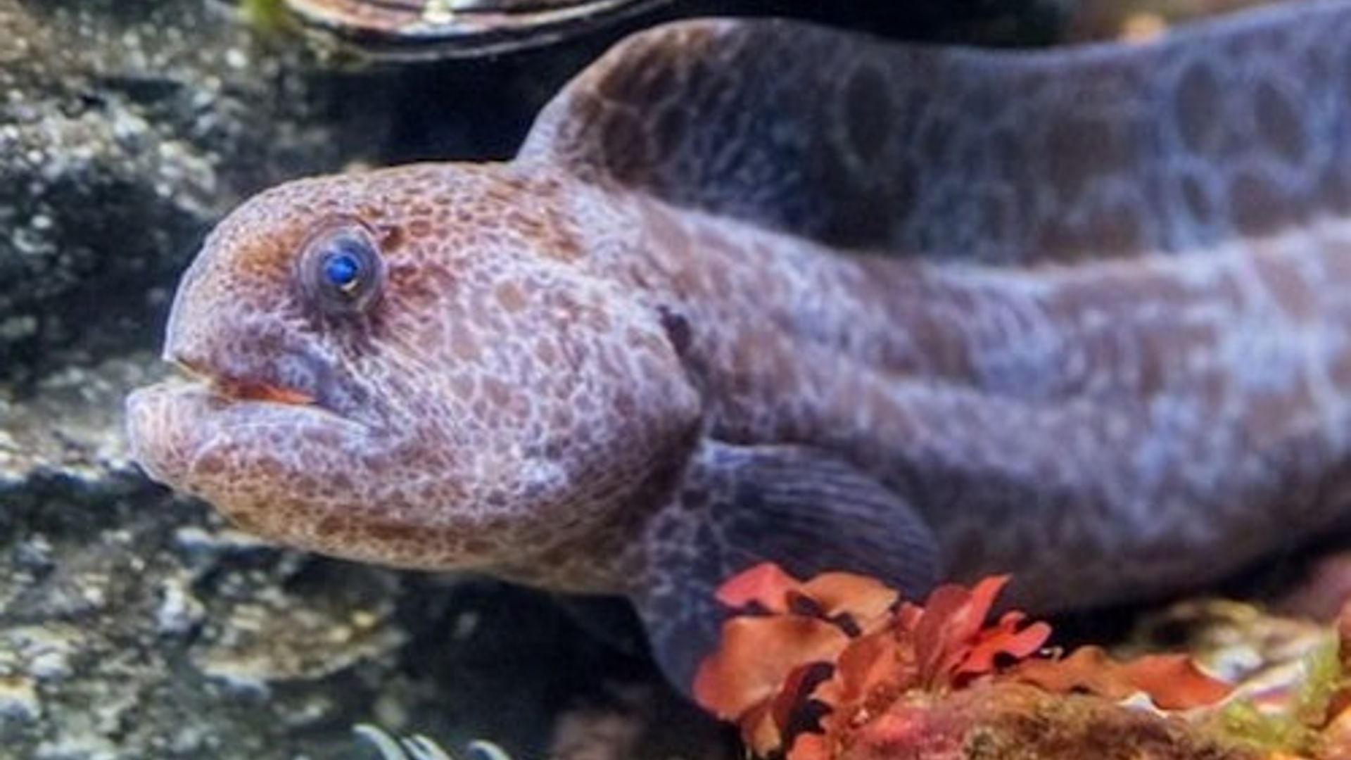 San Francisco: VIP Experience at Aquarium of the Bay image 3