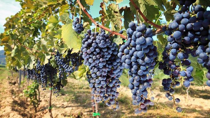 Chianti Half-Day Wine Tasting Tour From Pisa