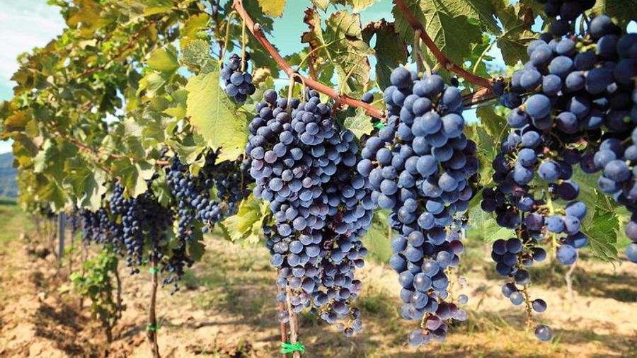 Chianti Half-Day Wine Tasting Tour From Pisa