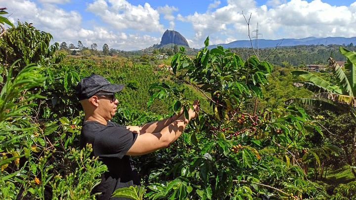 Medellin, Colombia Full-Day Coffee Farm and Guatape Tour