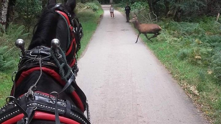 Killarney National Park Private Horse and Carriage Tour